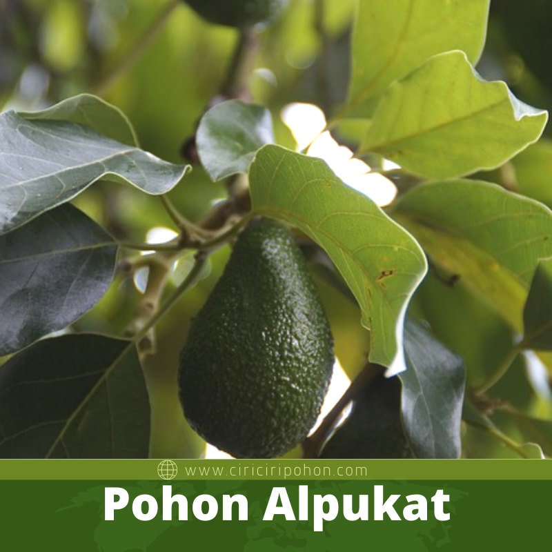 Pohon Alpukat