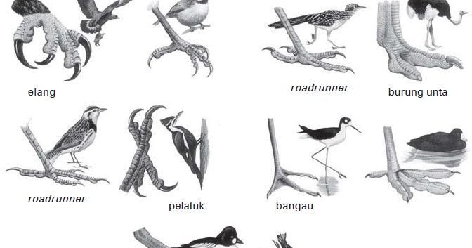 Latihan Soal Dan Jawaban Materi Adaptasi Morfologi Pada Hewan Dan