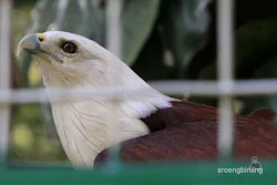 elang bondol kebun binatang ragunan jakarta