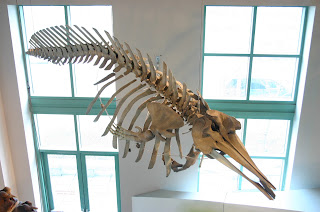 True gagalı balinası iskeleti
