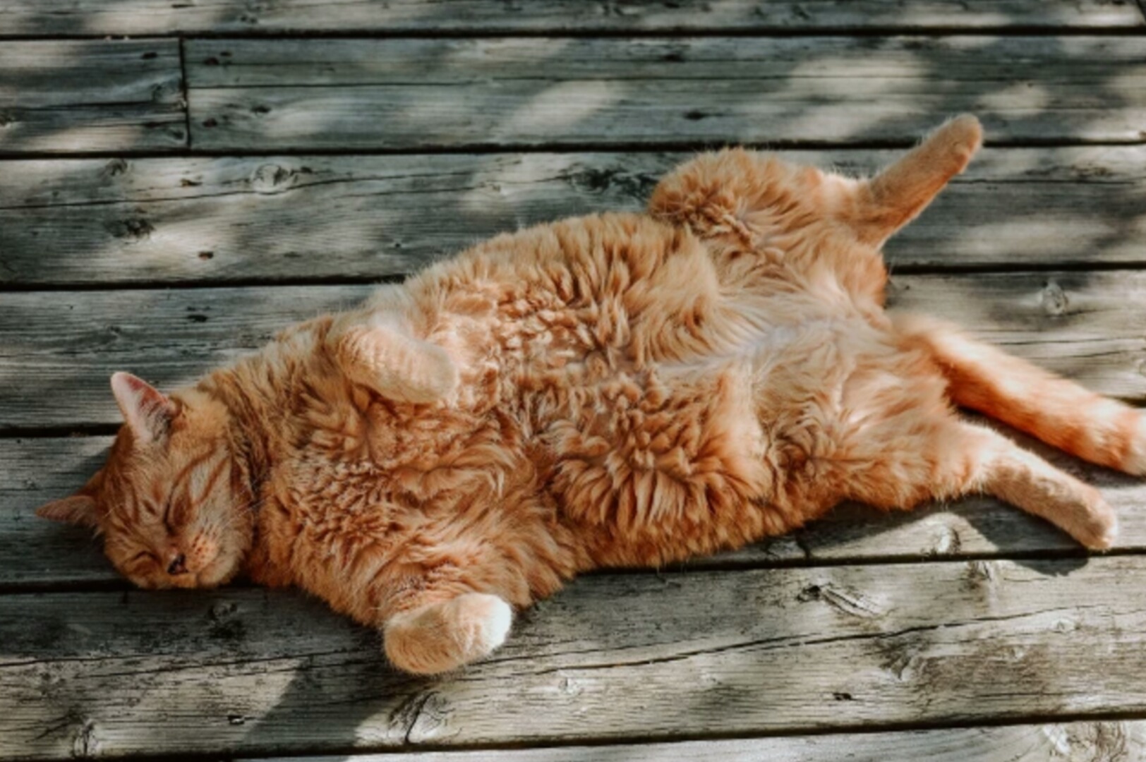 مراحل الحمل عند القطط: كل ما تريد معرفته عن الحمل عند القطط