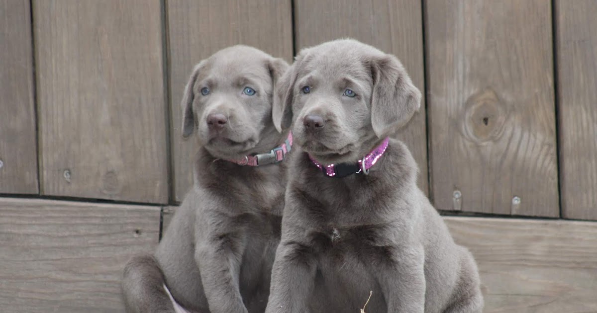 Silver Domestic dogs Able for New Houses!