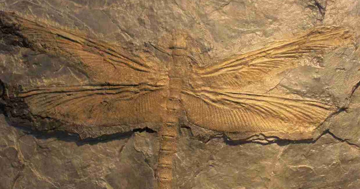 The Largest Insect Ever Existed Was a Giant 'Dragonfly' - Geology In