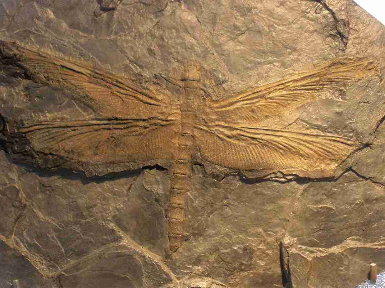 The Largest Insect Ever Was a Giant "Dragonfly"