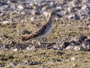 LONG-TOED STINT-ST AIDAN'S-RSPB-WEST YORKSHIRE-10TH OCTOBER 2021