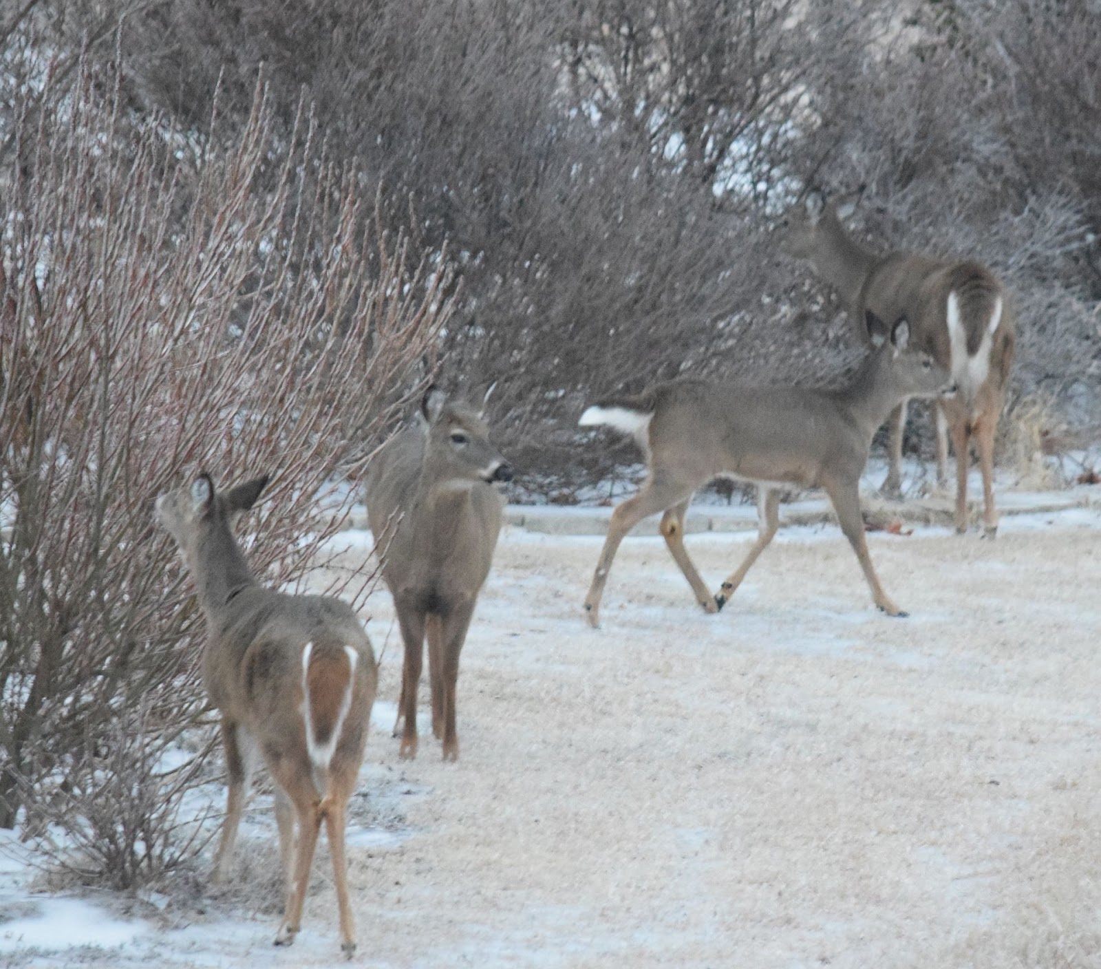 Garden Musings Deer Gardens
