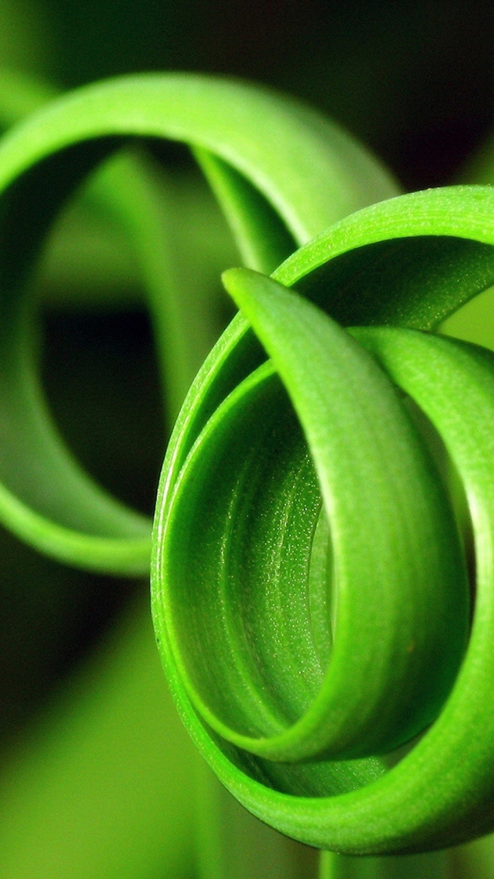 أجمل خلفيات جوال هواوي كيوت بجودة عالية hd