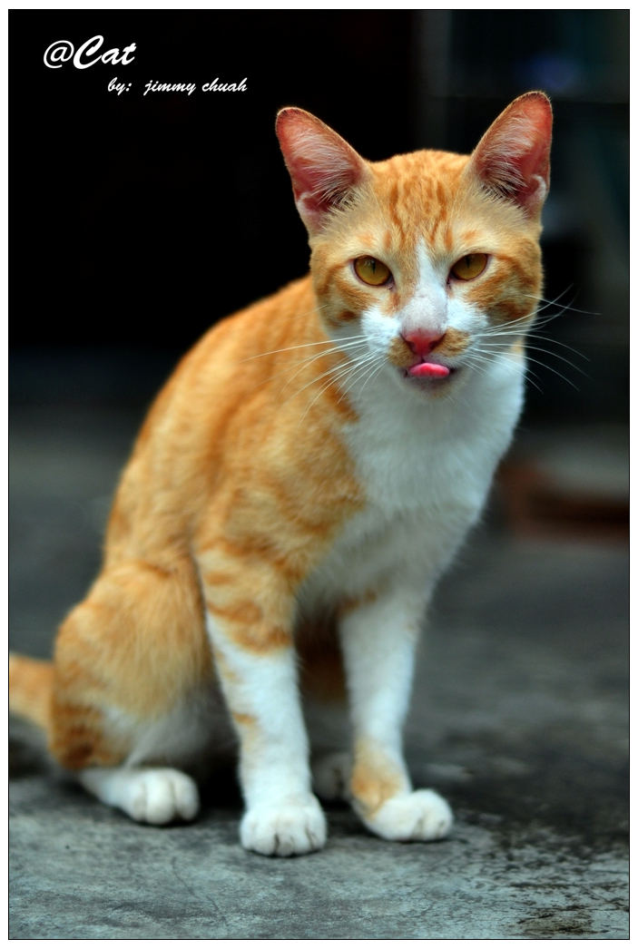 jimmychuah Cat in Jit Yang Cafe Kuching