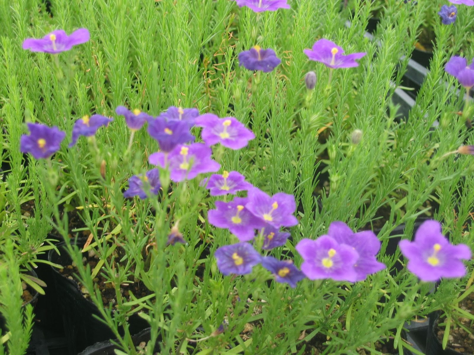 好きな花たち ニーレンベルギア_‘パープル ローブ’‘ホワイト ローブ’_cup flower(カップフラワー)_Nierembergia