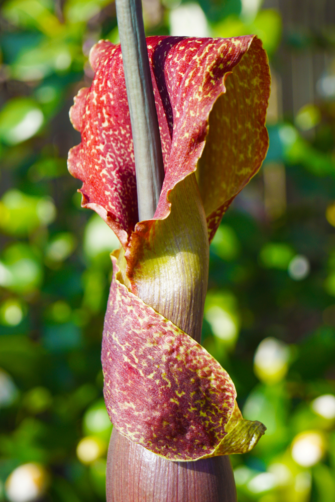 Which is the largest, stinkiest and smelliest flower in the world?