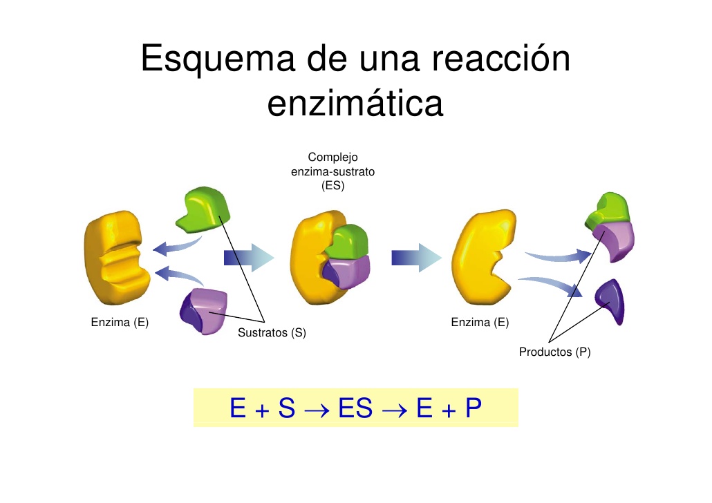 Bioquimica Enzimas