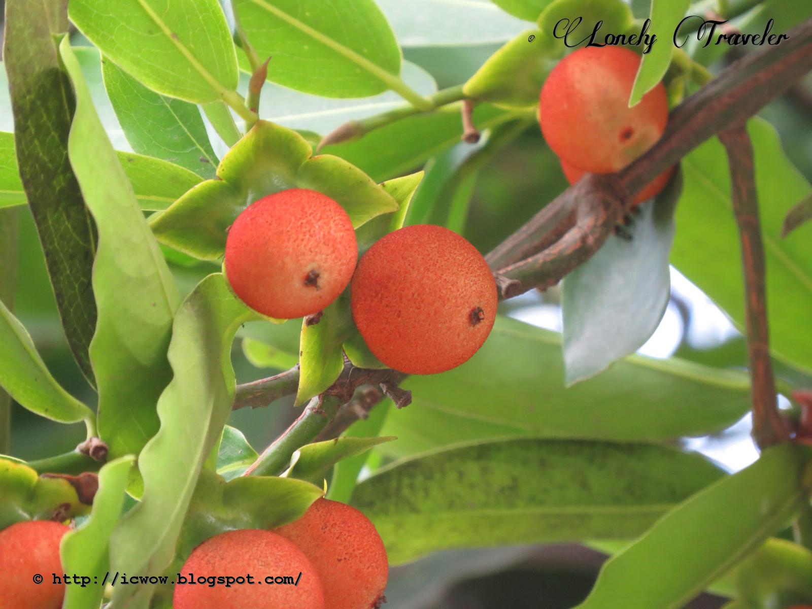Indian Persimmon - Diospyros embryopteris