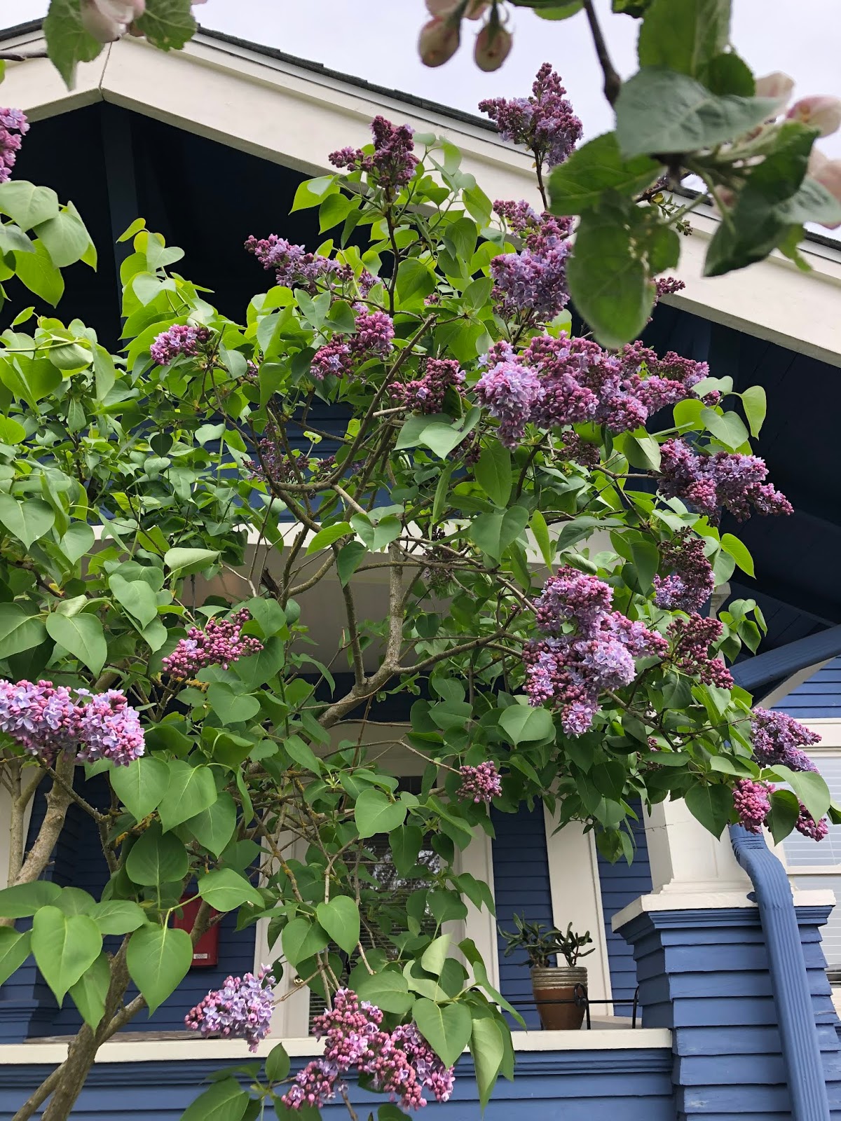Feathers and Flowers "When lilacs last in the dooryard bloom'd"