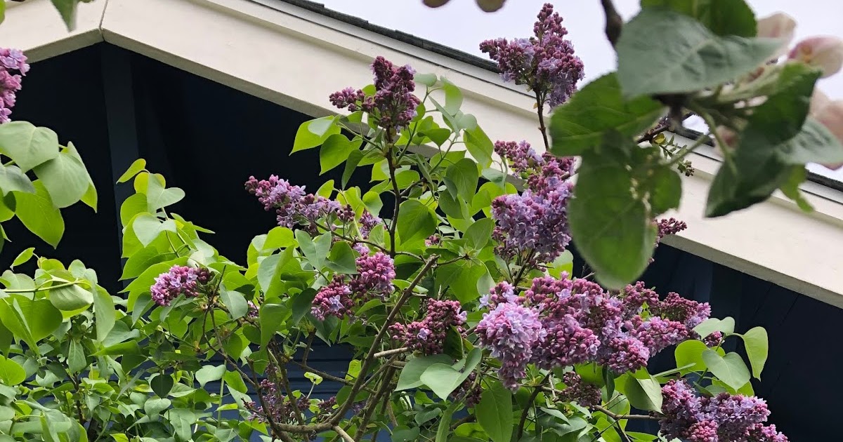 Feathers and Flowers "When lilacs last in the dooryard bloom'd"
