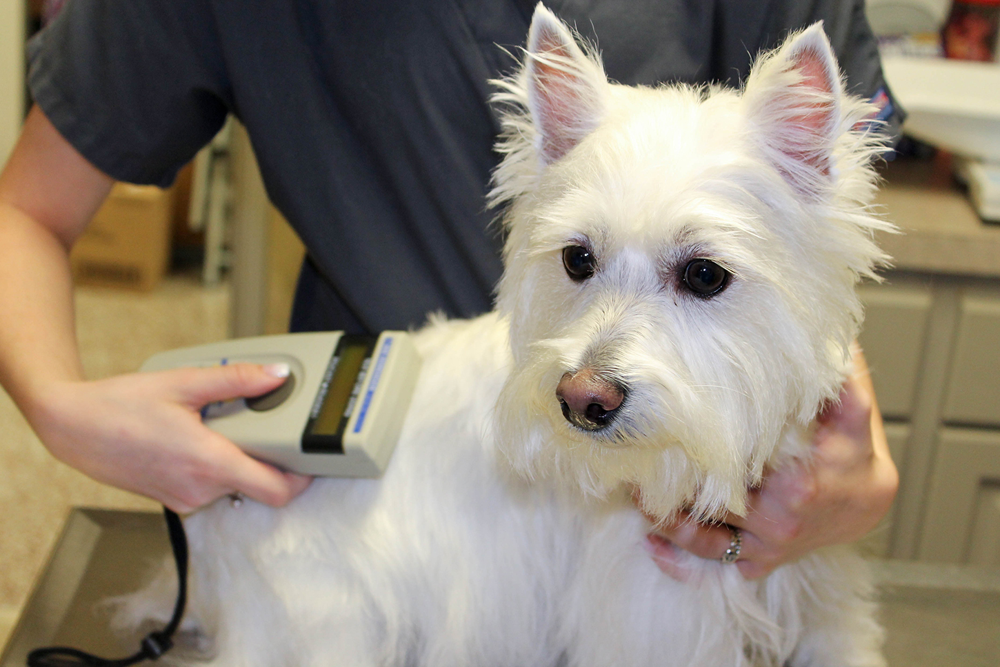 Check your Pet's Microchip is uptodate! Australian Dog Lover