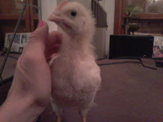 Salvataggio pulcini dal tritacarne a cura del Coordinamento LAM. SergioPiero. Pulcino salvato dal tritacarne e ora Animaletto da Compagnia!