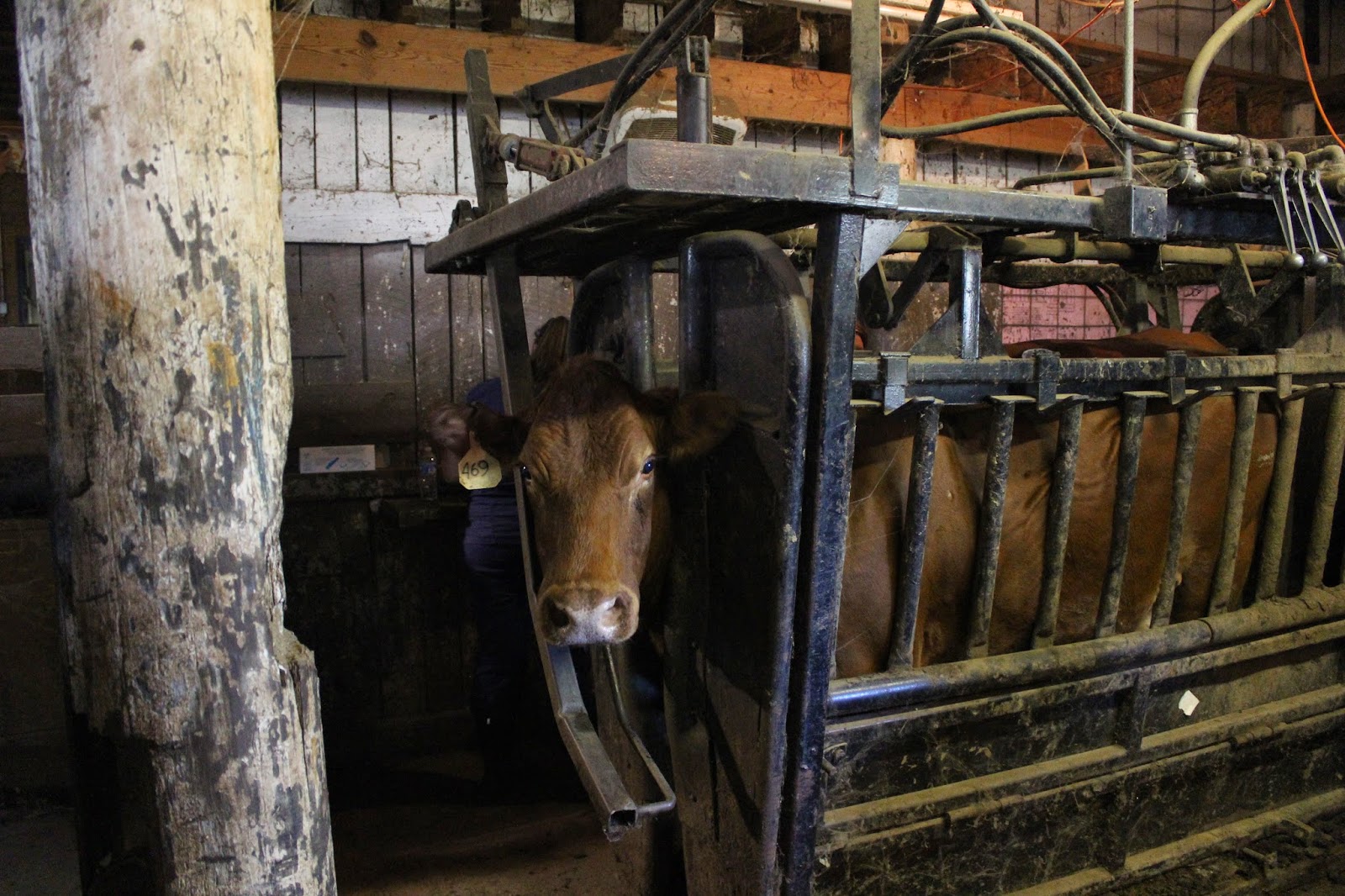 Snug Harbor Bay Livingston Livestock Auction