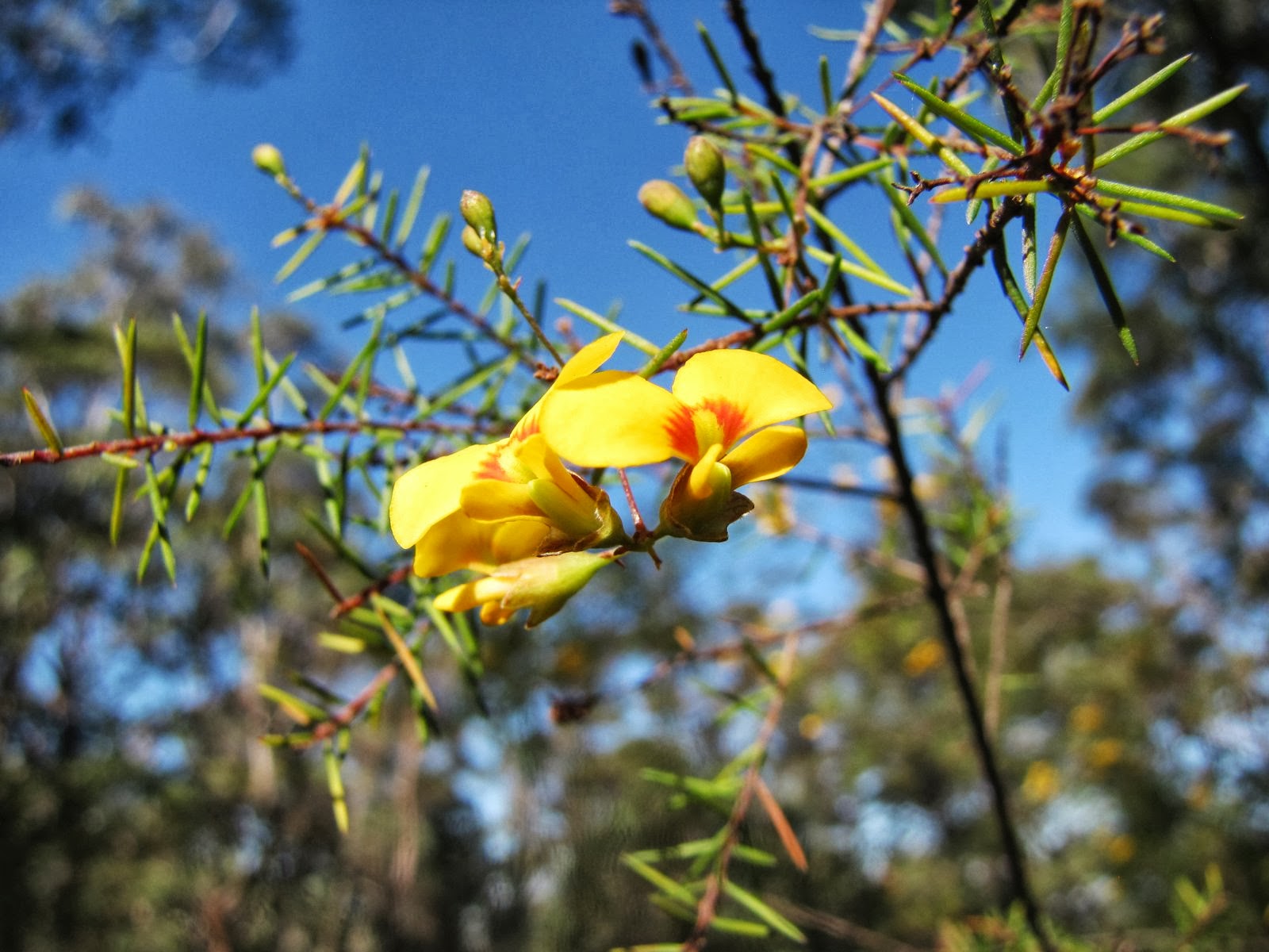 Sydney's Wildflowers and Native Plants August 2013