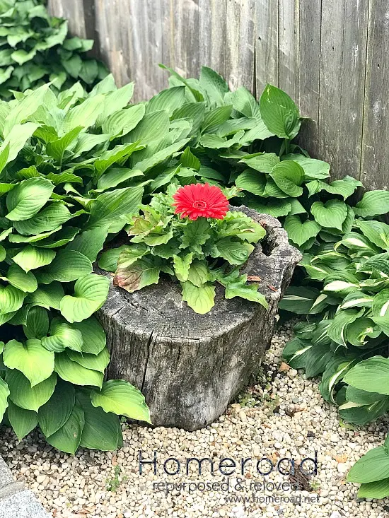 How to Make a Beautiful Planter from an Old Stump