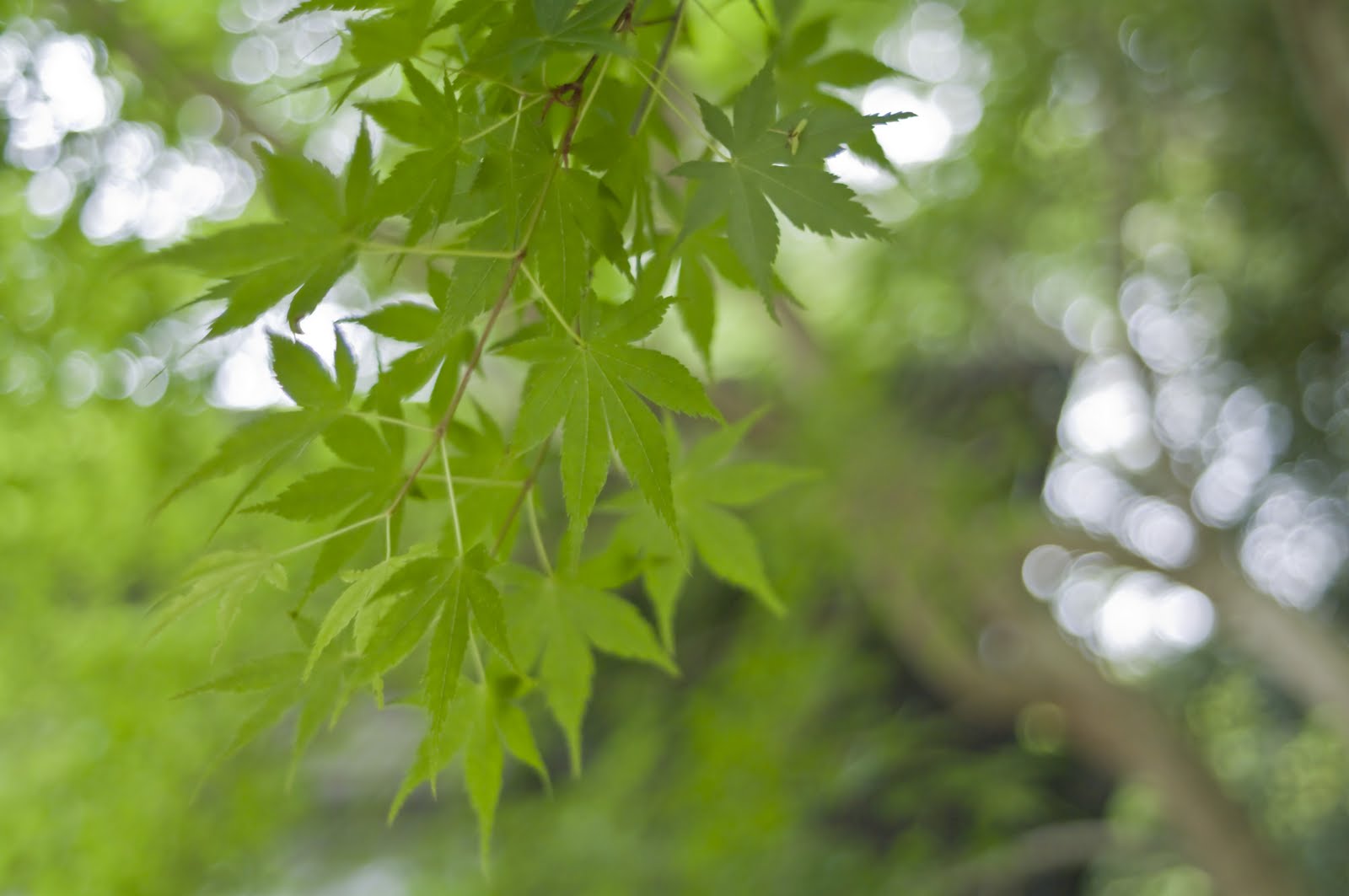 9afh1123 pictures blogs Golden Week