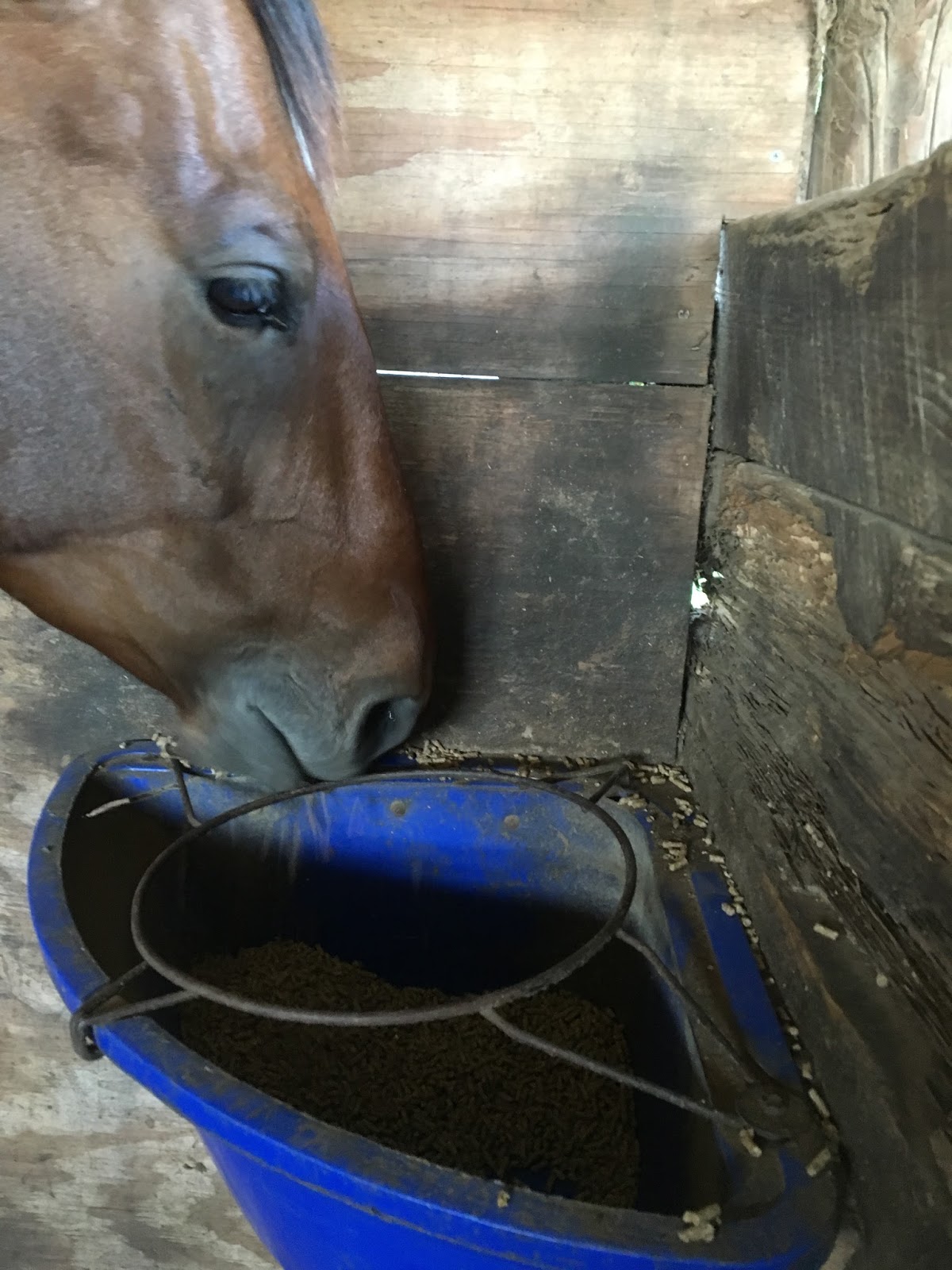 NC Horse Blog Analyzing Horse Feces