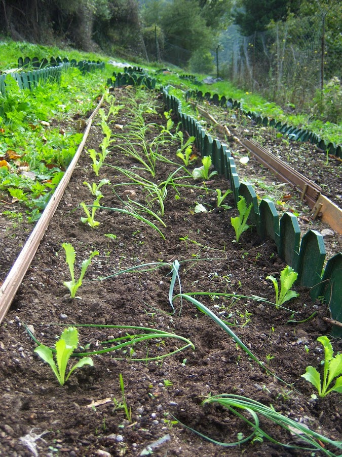 Asociación de: puerros, cebolletas, escarolas. Estos son los plantones que han sobrado al plantar otros bancales. Aún queda hueco, por lo que es posible que pongamos alguna otra cosa.
