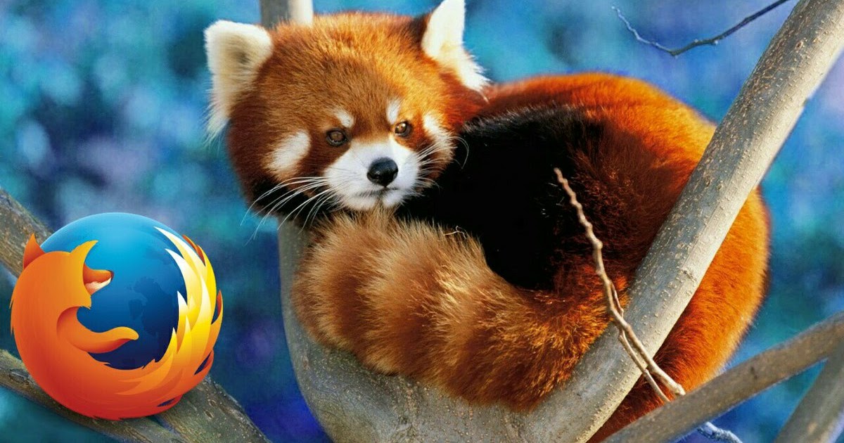 Firefox Logo - 'Fox' Or 'Red Panda'. - Crazy Talks.