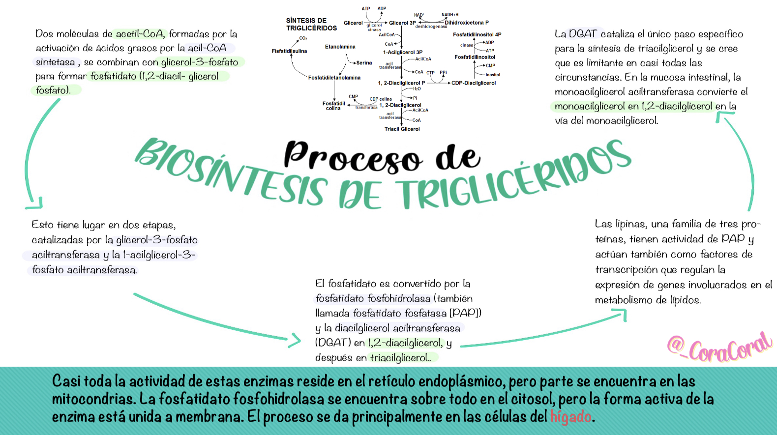 Triglicéridos/Triacilglicéridos