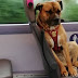 Μετά την viral φωτογραφία ο μοναχικός σκύλος του λεωφορείου δίνεται για υιοθεσία
