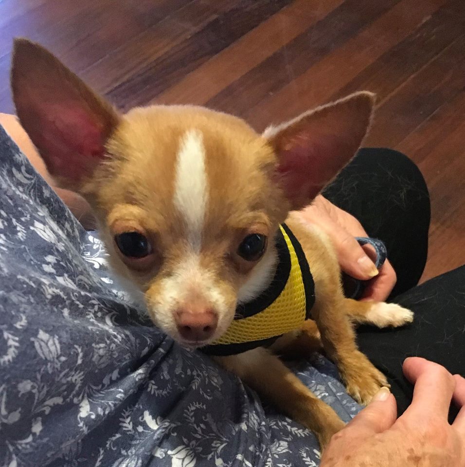 Chihuahua Rescue Victoria Dog Roll TINY