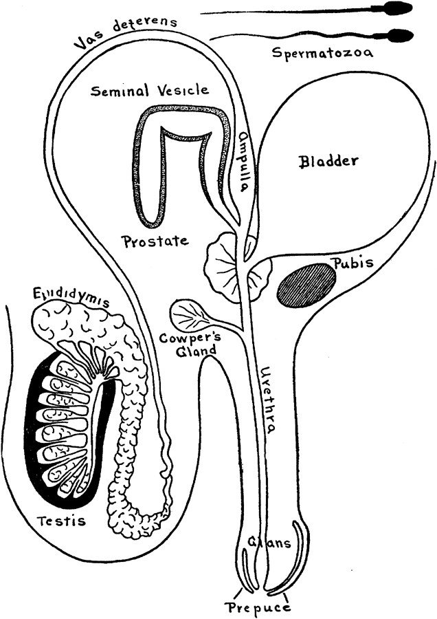 Genitourinary apparatus animals, Reproductive organs of males and