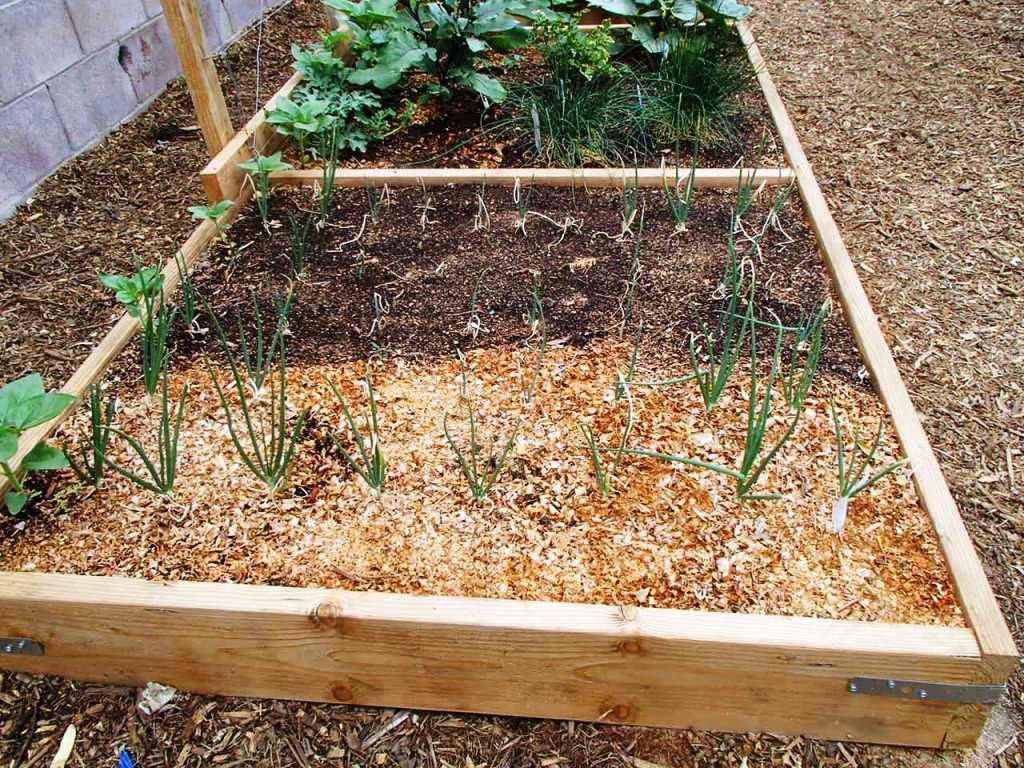 Mulch Vegetables for Better Growth and Quality ViraGrow