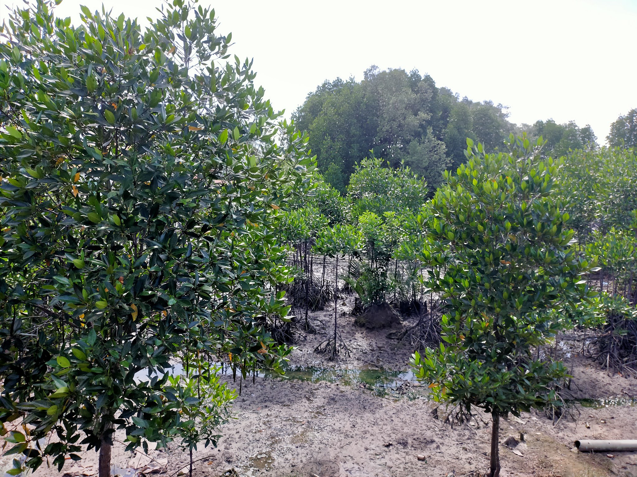 Kepentingan hutan paya air masin