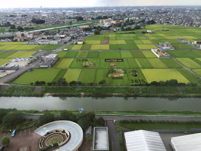 こしがや田んぼアート2015食戟のソーマ（8/23の様子）