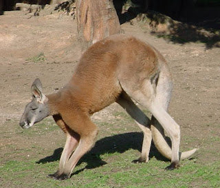 Kangurular yavaş ilerlerken tüm dört ayaklarını ve kuyruklarını kullanırlar.