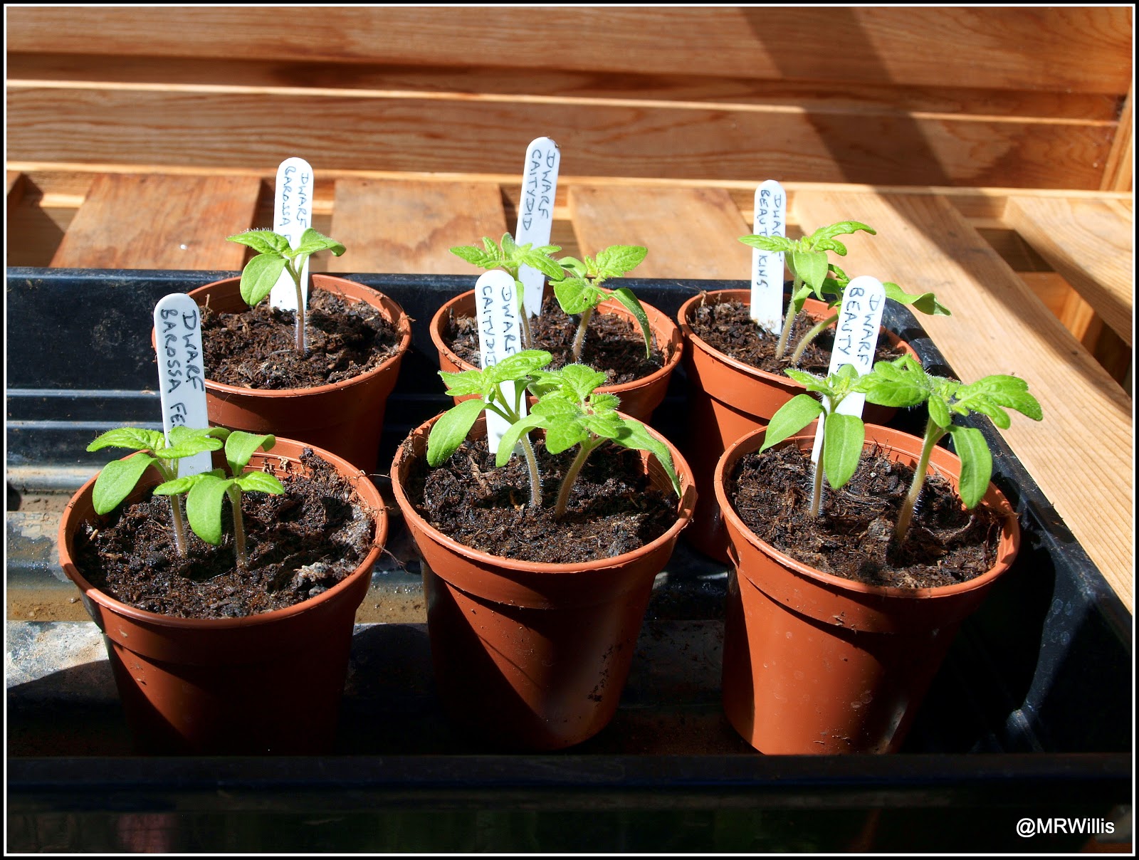 Mark's Veg Plot Pottingon tomato plants