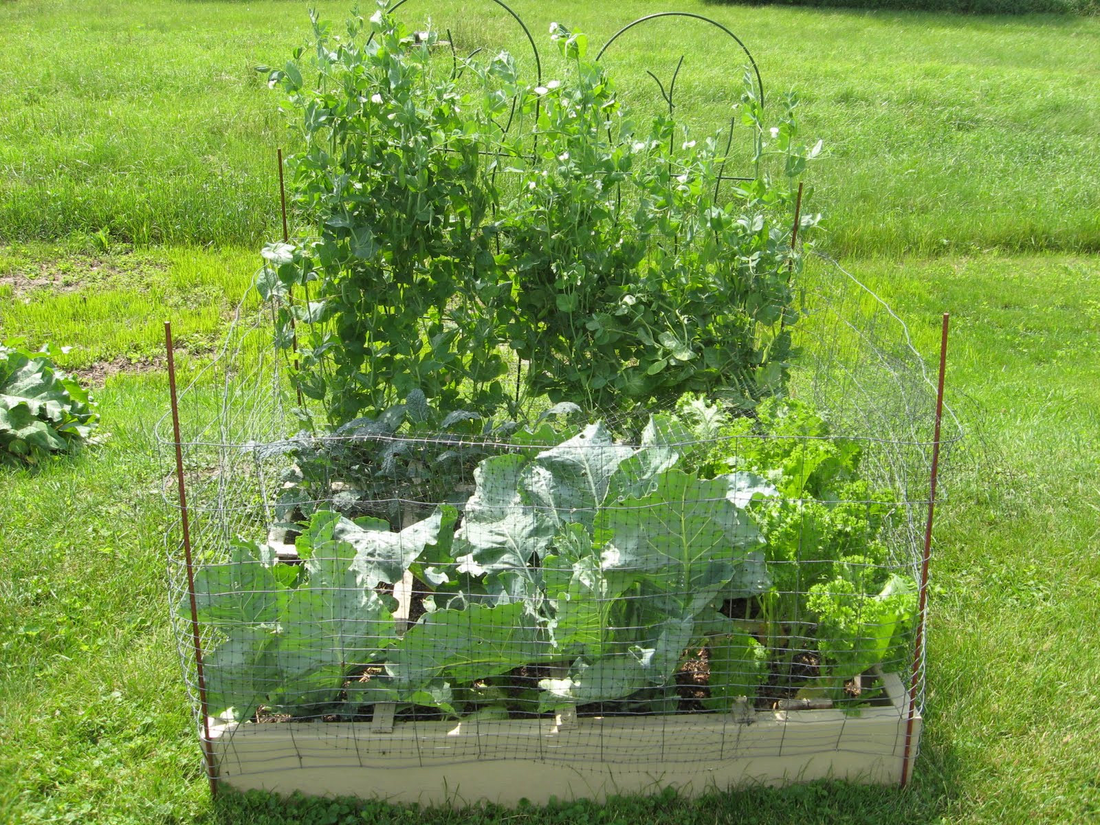 Journey To A More Simple And Greener Lifestyle: Square Foot Gardening