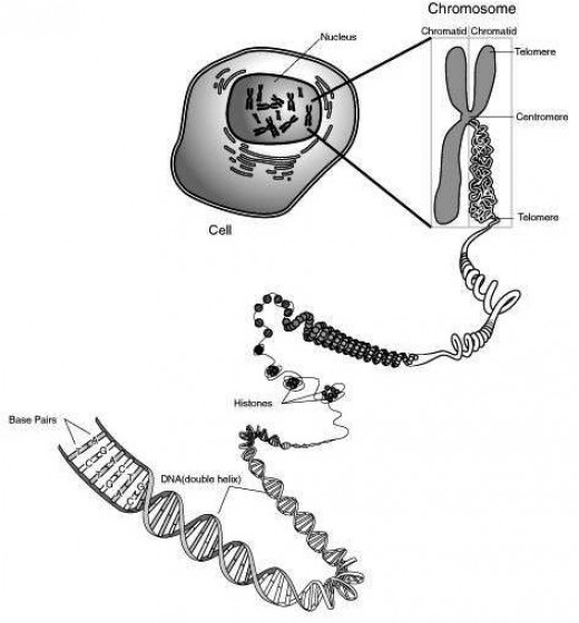 chromosome ultra structure