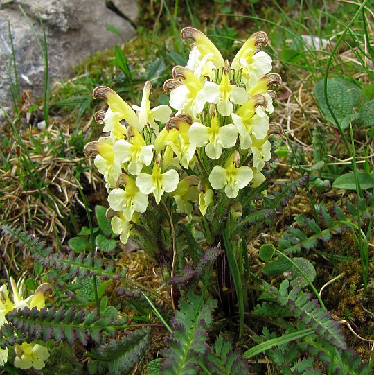 Gnidosz dwubarwny (Pedicularis oederi).