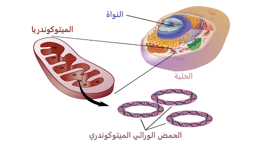 الميتوكندريات، الميتوكوندريا، الميتوكوندريا هي، الميتوكوندريا رسم تخطيطي، الميتوكوندريا وجهاز جولجي، الميتوكوندريا تحت المجهر، الميتوكندريا تعزز قدرات الخلية، mtDNA، الحمض الوراثي الميتوكوندري، الحمض الوراثي الخاص بالميتوكوندريا، الآلية الدفاعية للميتوكوندريا ، حمض الوراثي الميتوكوندري