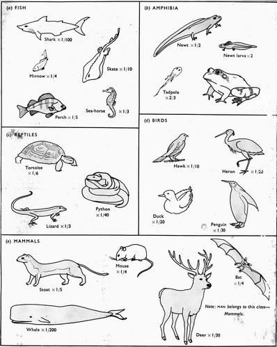 Invertebrates Coloring Pages Sketch Coloring Page