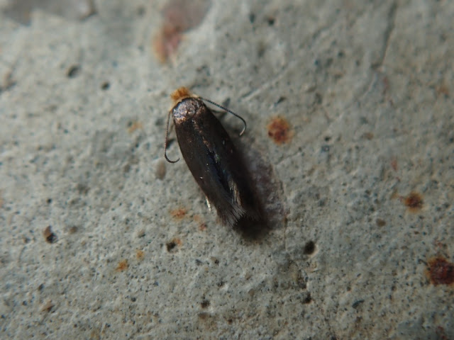 Stigmella sp Stigmella sp
