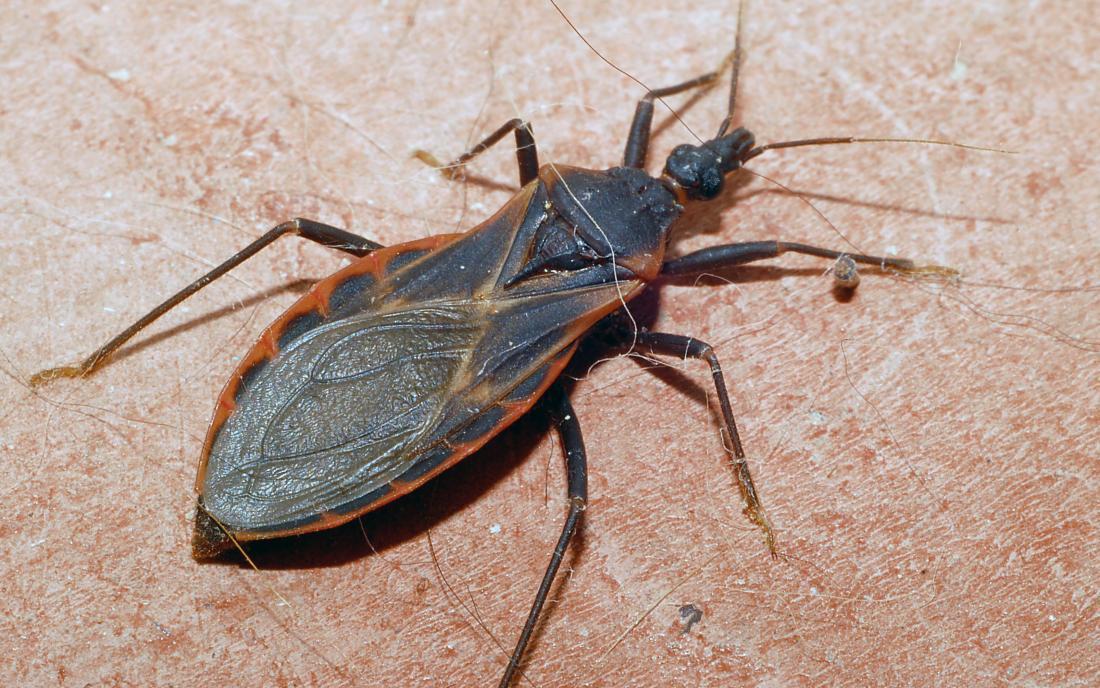 Kissing bug bite and size, where do these kissing bugs live?
