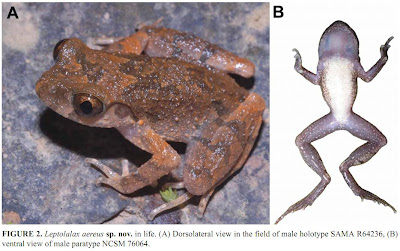 Species New to Science [Herpetology • 2010] Leptolalax aereus