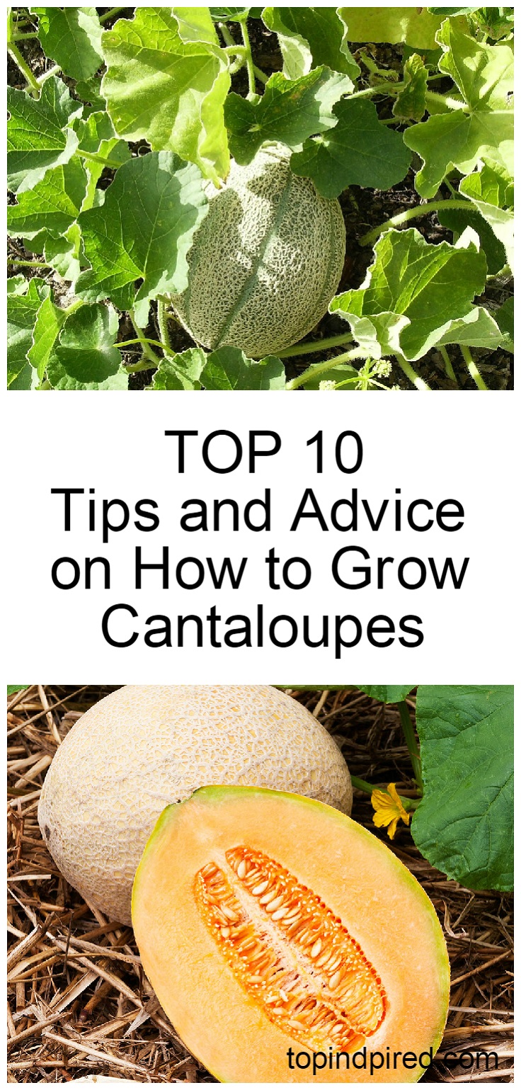 How to Grow Melon and Cantaloupe, Growing Your Own Melons at Home