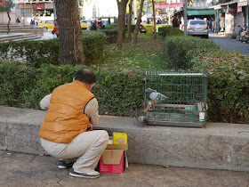man with two pigeons, one in a cage