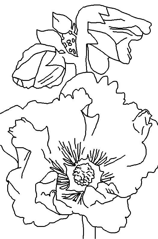 Coloring Page World: Hollyhock (Portrait)