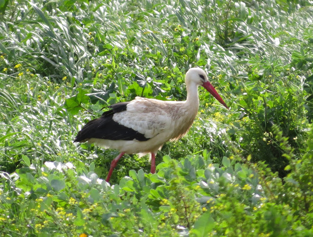 White Stork - Portugal