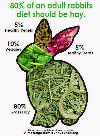 Illustration of Rabbit Nutrition For Adult Rabbits