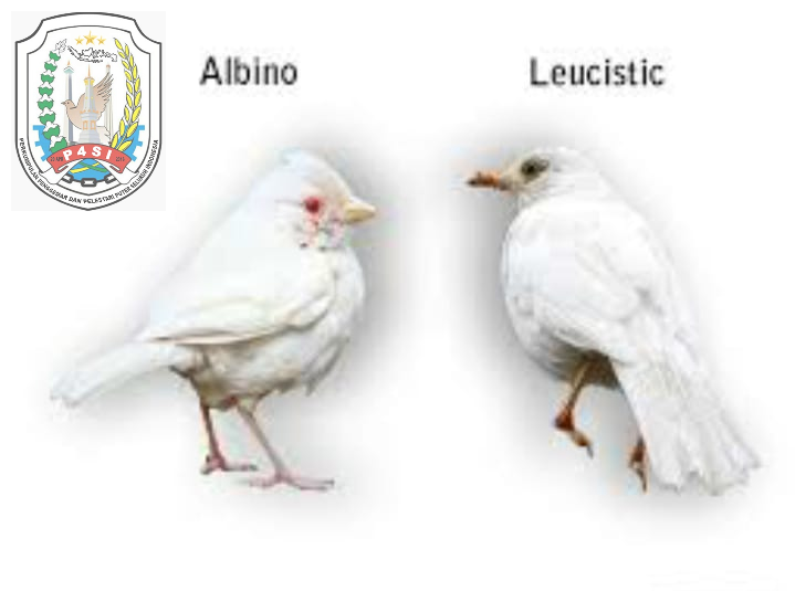 Burung Putih Albino, Pengertian Albino dan Penyebabnya | Dhekung.com